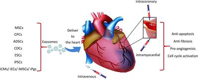 Utilization of Human Induced Pluripotent Stem Cells for Cardiac Repair